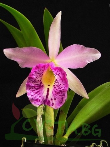 Брасокатлея (Brassocattleya Tetradip Jungho x L. dayana)
